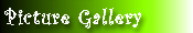 Picture Gallery