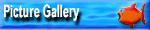 Picture Gallery